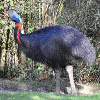 Northern Cassowary
